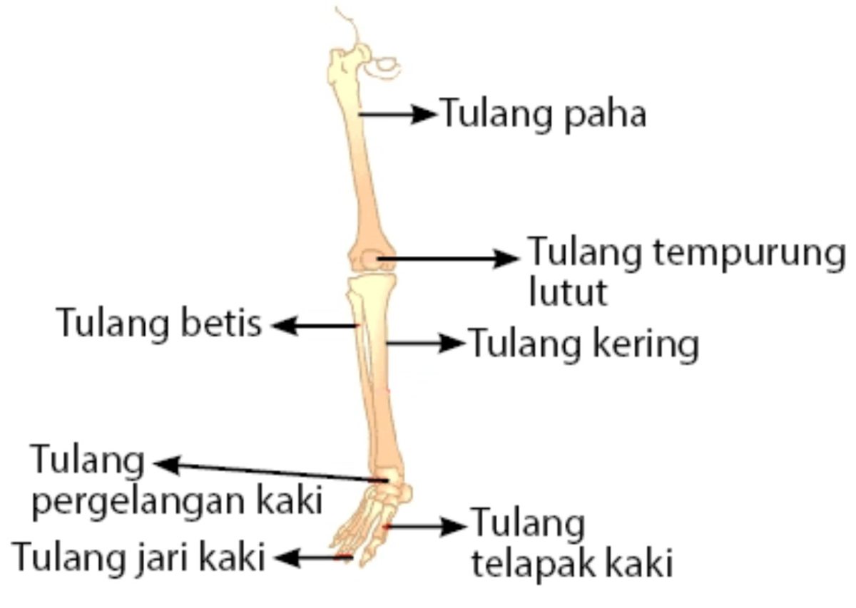 14 Fungsi Tulang Paha Femur Struktur Otot Dan Sendi Porn Sex Picture