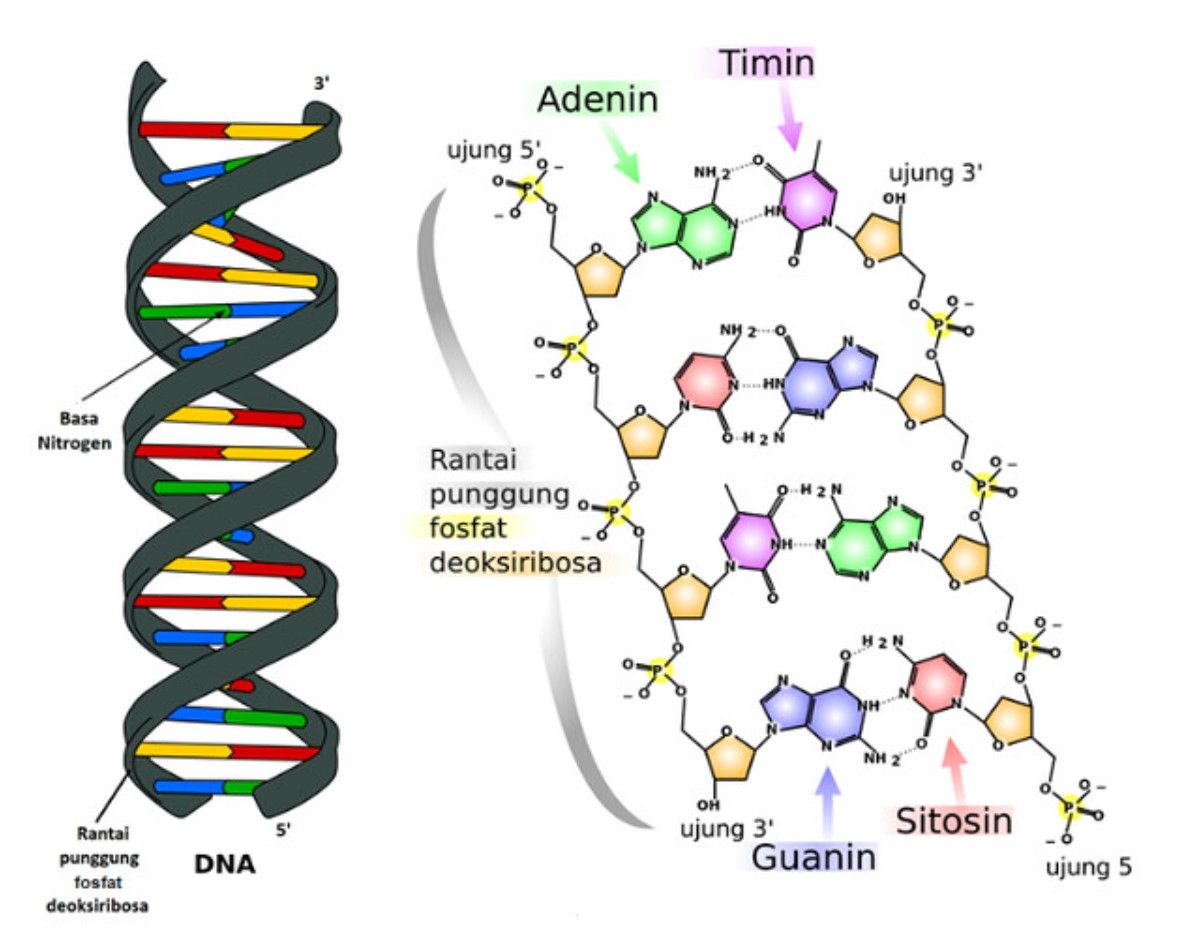 Materi Genetik Dna Dan Rna Pengertian Struktur Fungsi Dan Contoh The