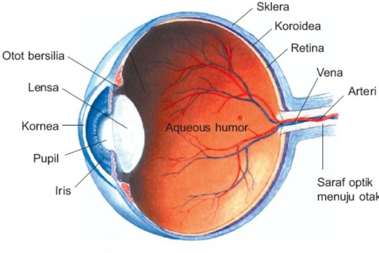 Sistem Indera Mata Pengertian Struktur Proses Gangguan