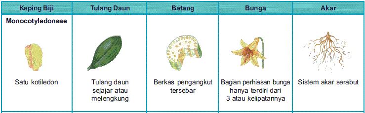 √ [Lengkap] Tumbuhan Monokotil: Pengertian, Ciri dan Contoh!