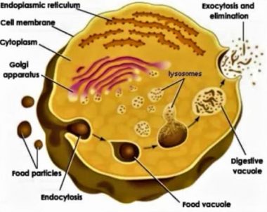 âˆš [Materi Lengkap] Struktur dan Fungsi dari Organel Sel!