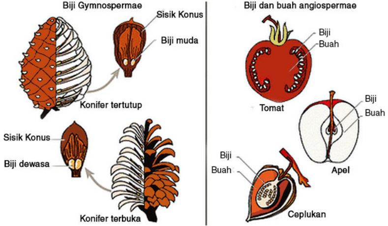 Proses Pembuahan Tunggal Tumbuh Tumbuhan