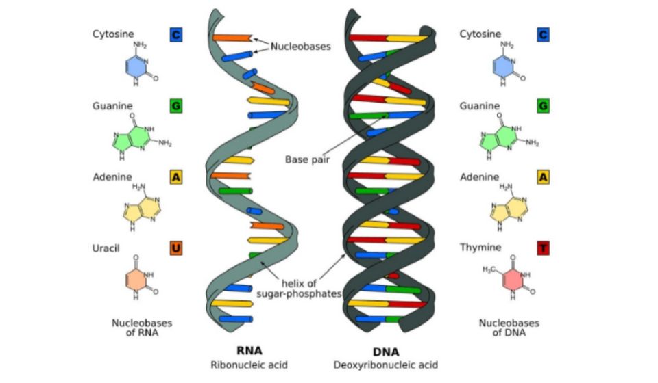 perbedaan DNA dan RNA berdasarkan strukturnya