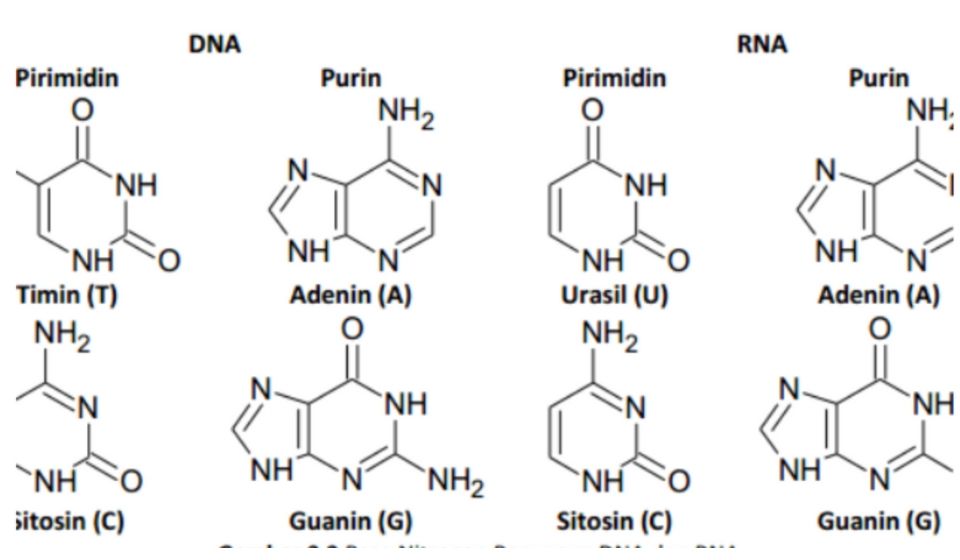 Adenin dan guanin merupakan basa nitrogen jenis