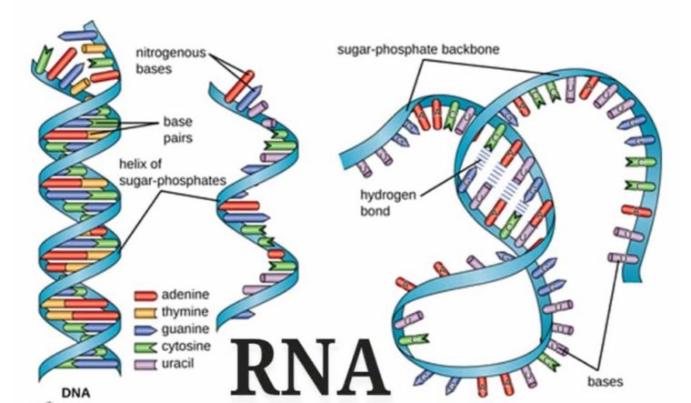 Tabel Dna Dan Rna 7697