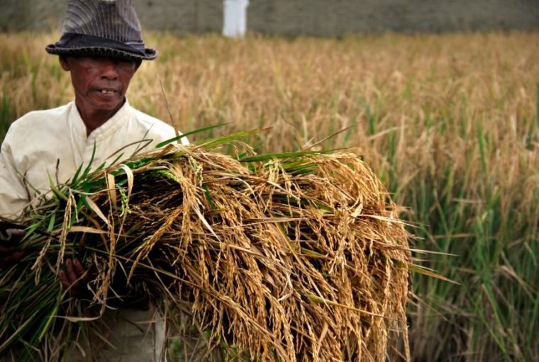 3 Peran Indonesia di ASEAN dalam Bidang Pangan (Ringkas)