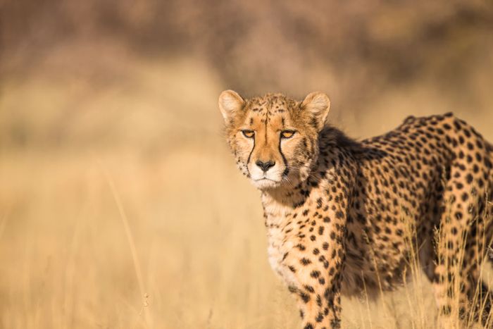 gambar cheetah