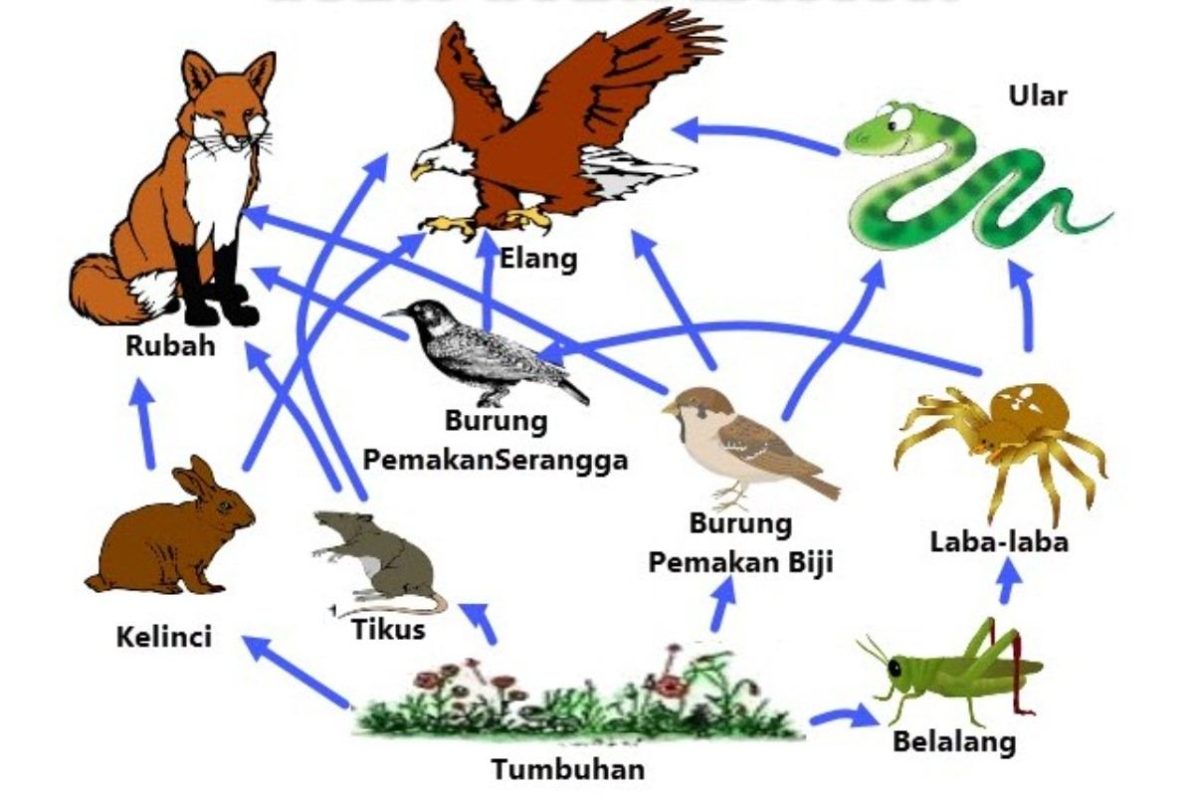 √ [Lengkap] Rantai Makanan: Pengertian, Komponen, Jenis, & Contoh