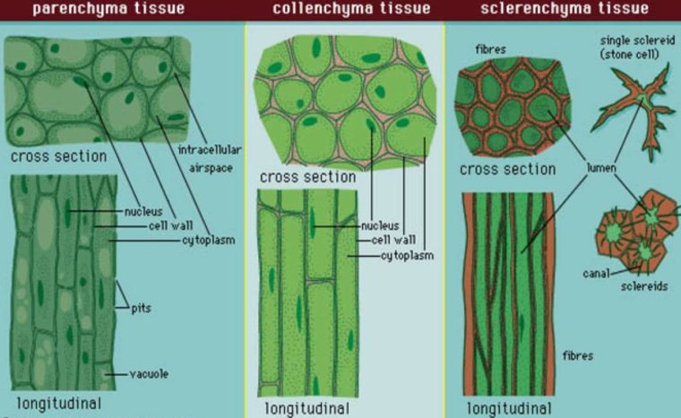 Parenkim adalah jaringan yang terdiri atas sel-sel hidup yang berdinding tipis