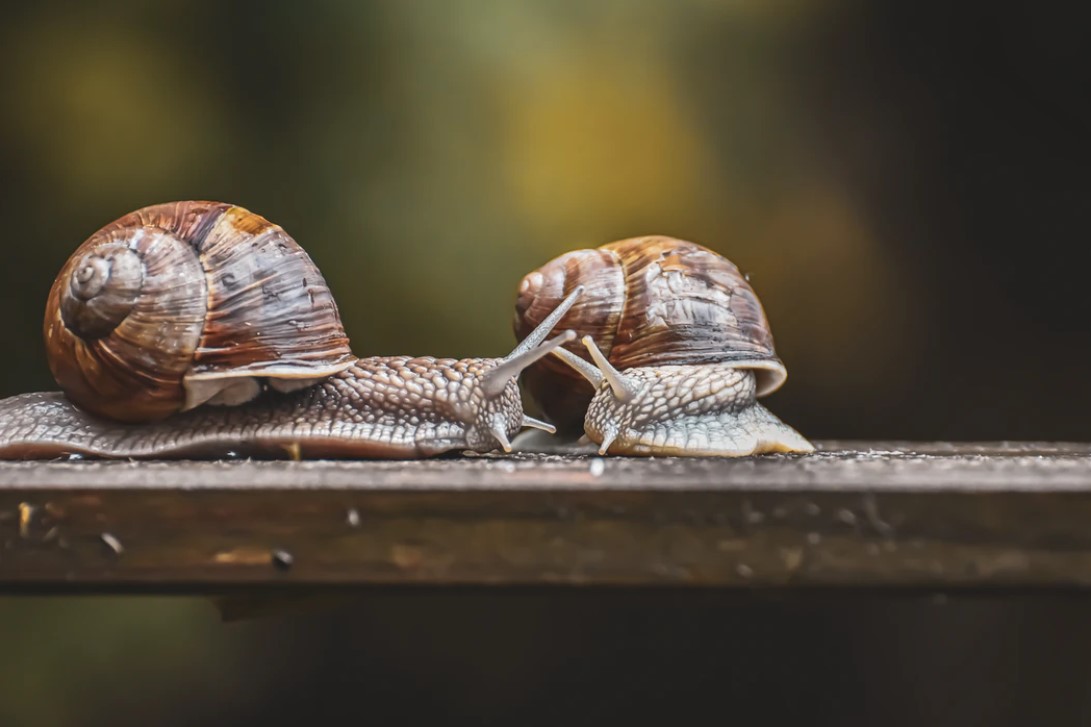   Materi Lengkap Mollusca  Pengertian Ciri  Klasifikasi 