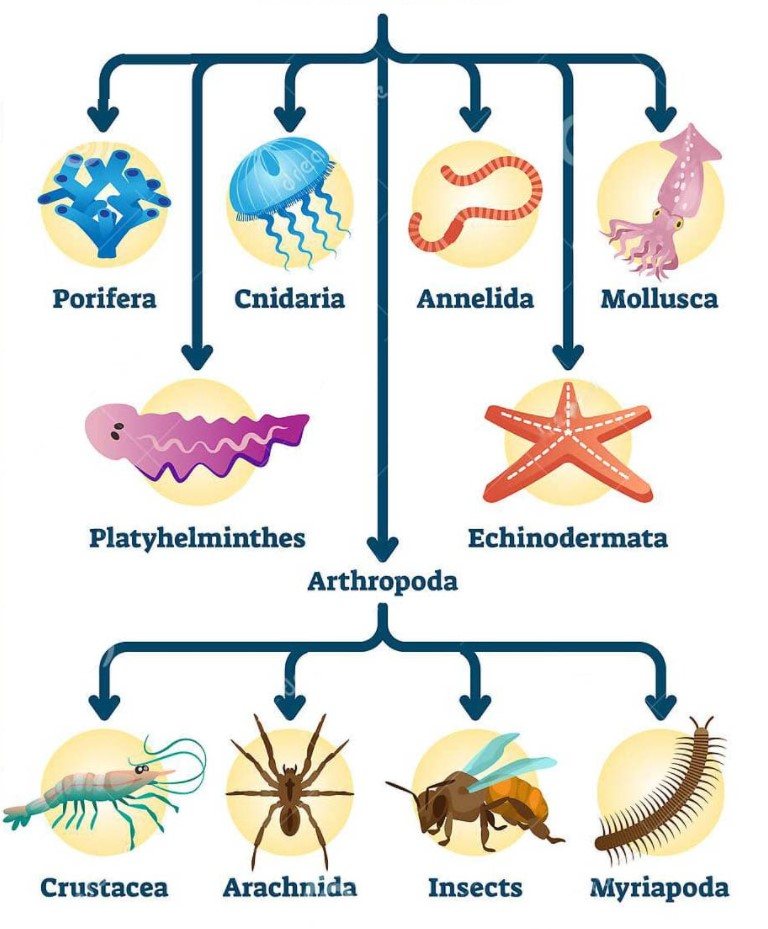 Materi Hewan Invertebrata Mapel Biologi Kelas 10 Smama Bospedia | Porn ...