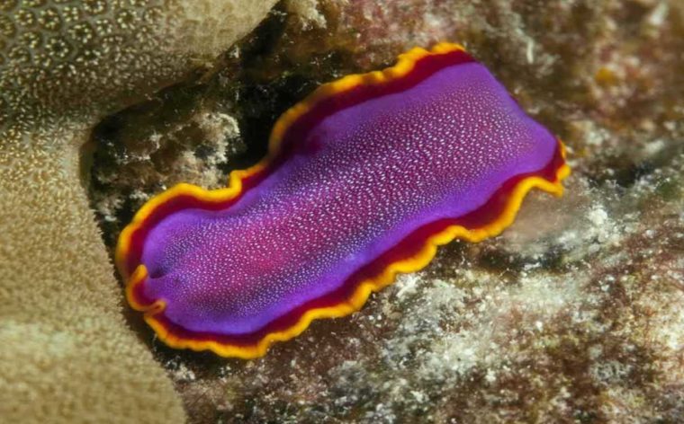 Filum Platyhelminthes