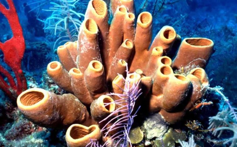 Filum Porifera