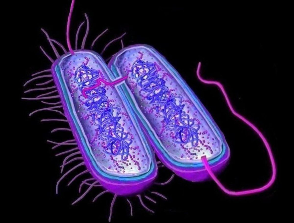 Gambar Thumbnail Archabacteria