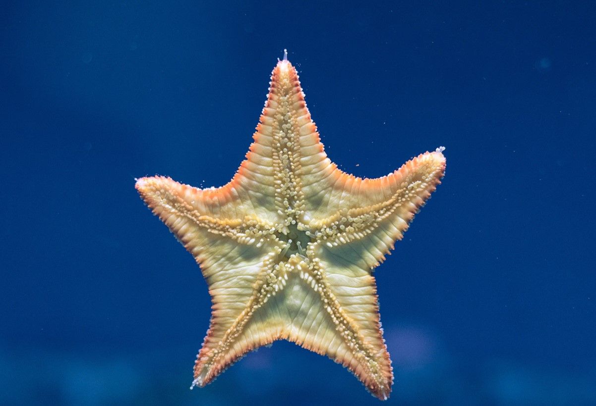 Avertebrata hewan laut vertebrata atau bintang termasuk 12 Contoh