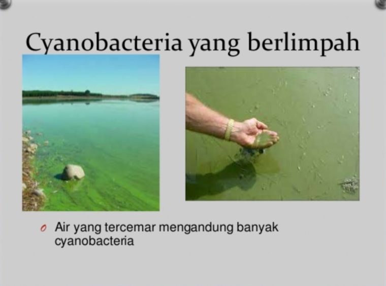 Keuntungan dan Kerugian Cyanobacteria