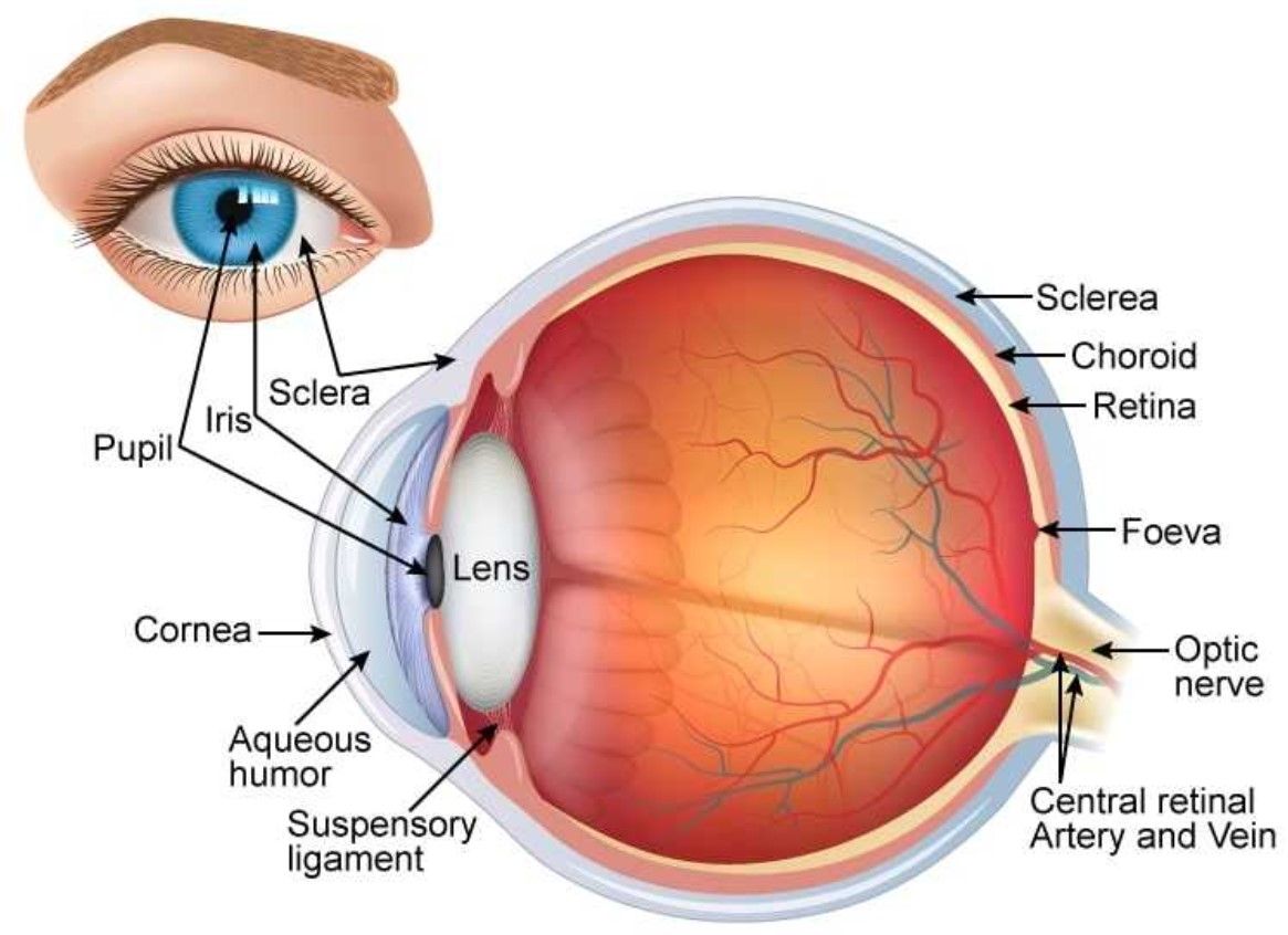 How To Fix A Cocked Eye