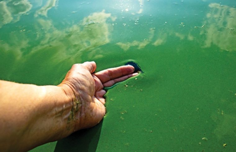 Pengertian Cyanobacteria