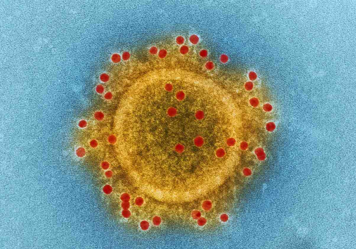 [Materi Lengkap] Virus: Sejarah, Ciri, Bentuk, Struktur, & Dampak