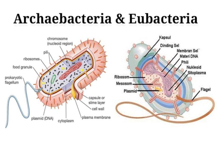 Persamaan Archabacteria dan Eurobacteria