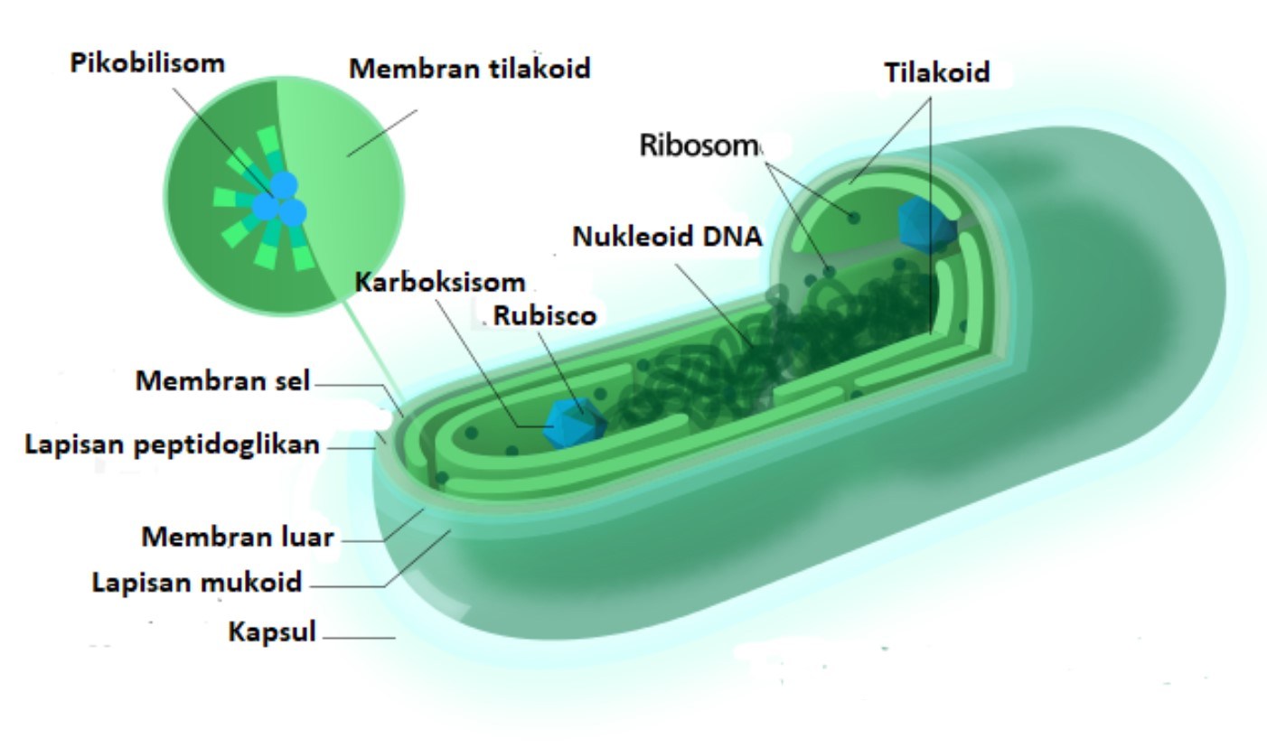 Строение клетки цианобактерий