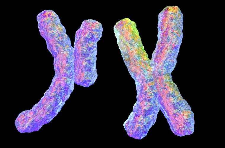 Bentuk Kromosom