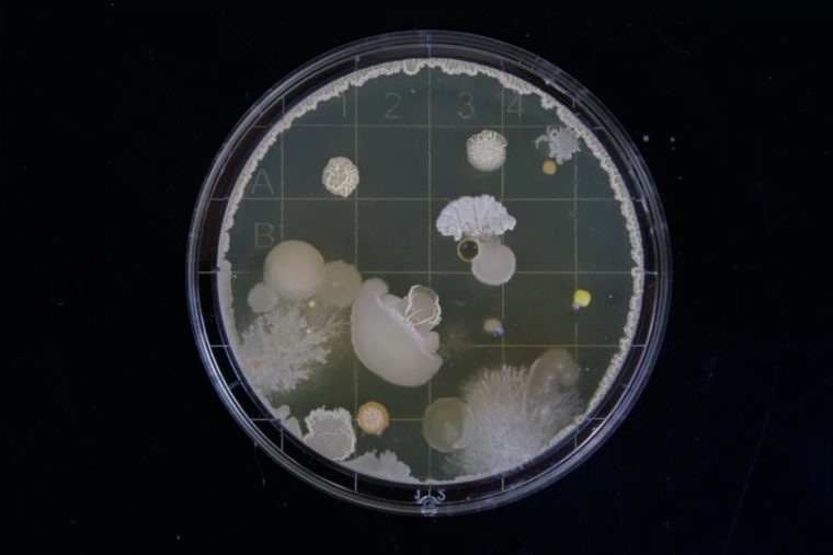Cara Hidup Bakteri