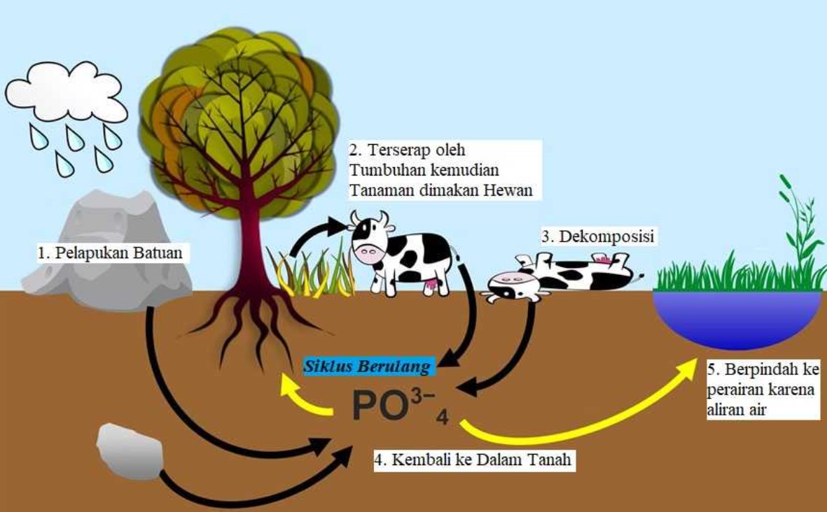 Pengertian Daur Biogeokimia Fungsi Macam Contoh Dan Gambar Perubahan Imagesee 2752