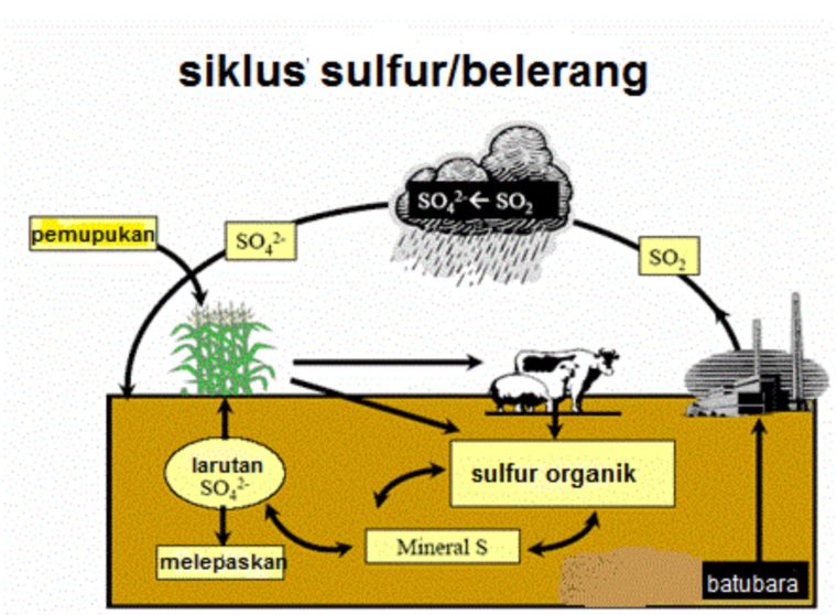Daur Sulfur