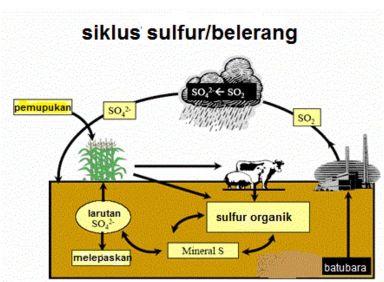 √ [Lengkap] Daur Biogeokimia Pengertian, Siklus, Jenis, & Contoh