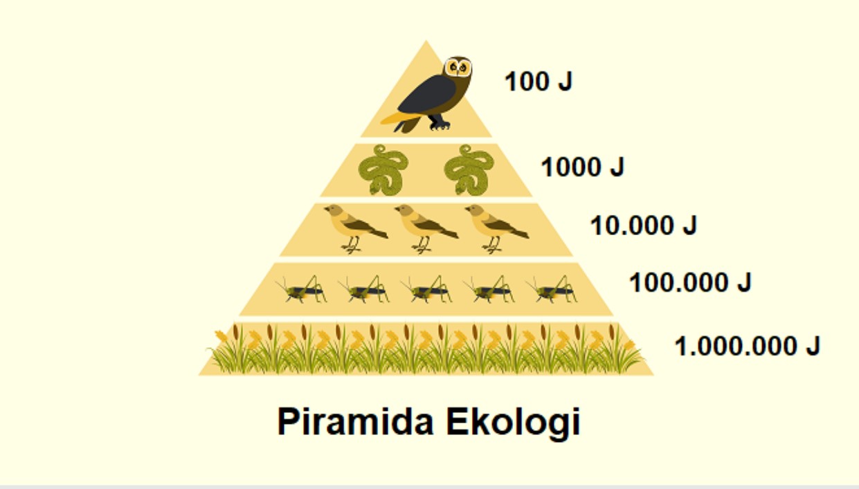 Gambar Thumbnail Piramida Ekologi
