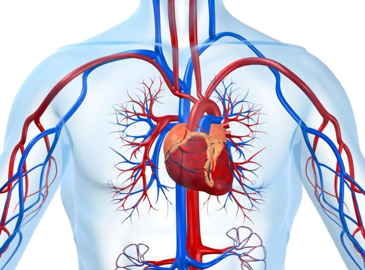 Otot apakah yang ada di saluran peredaran darah manusia