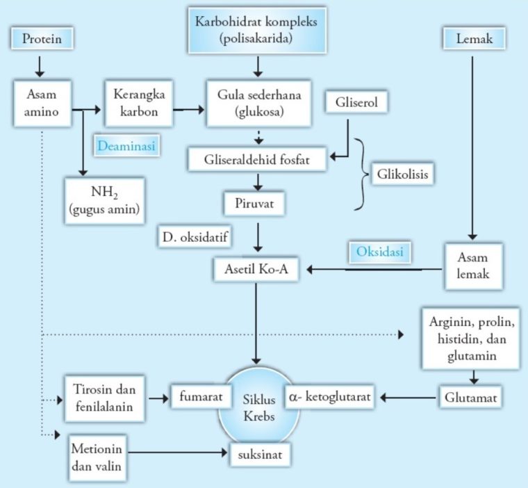 Katabolisme tubuh antara reaksi yang lain merupakan didalam Perbedaan Anabolisme