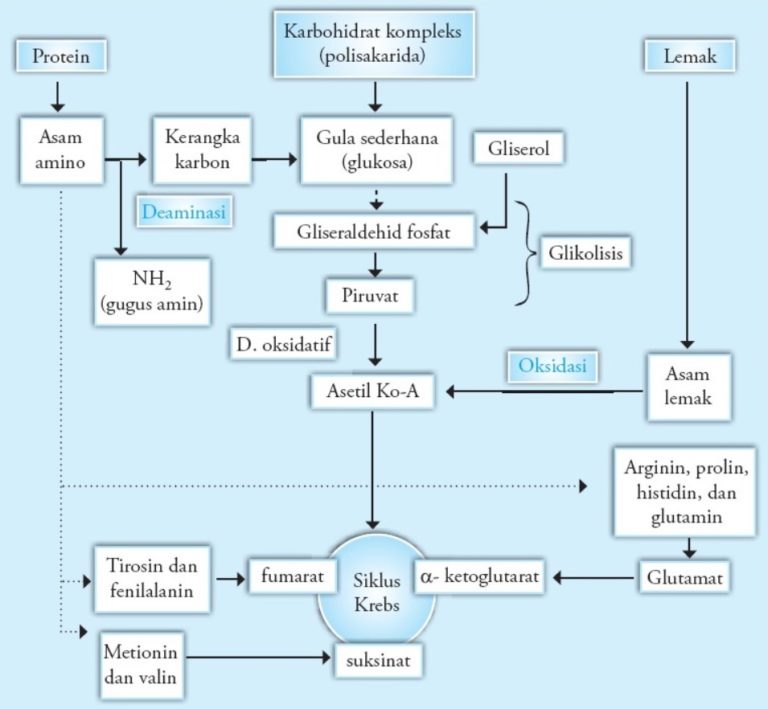 Katabolisme: Pengertian, Ciri, Jenis, Penyebab, & Contoh