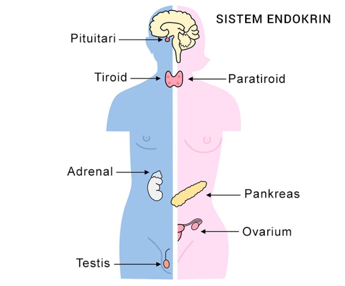   Lengkap Sistem Endokrin Pengertian Fungsi Jenis  