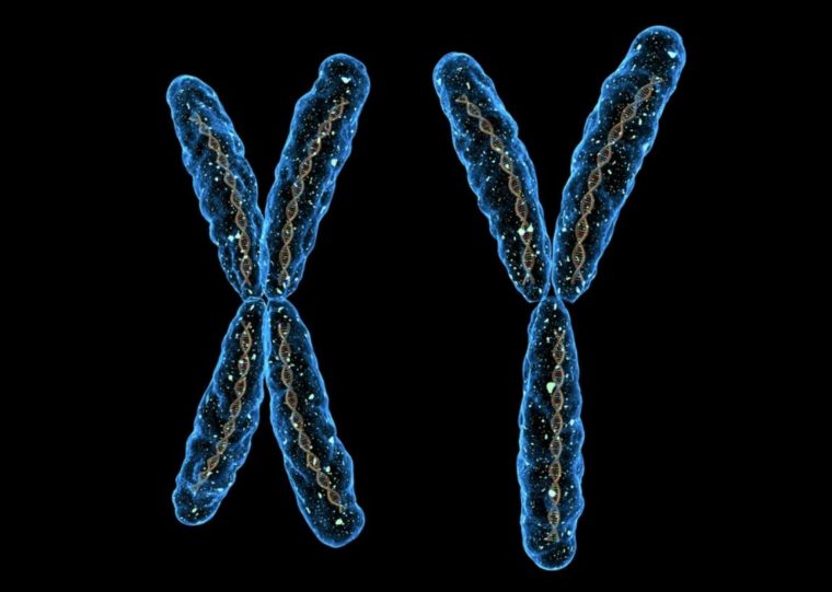Jumlah Kromosom