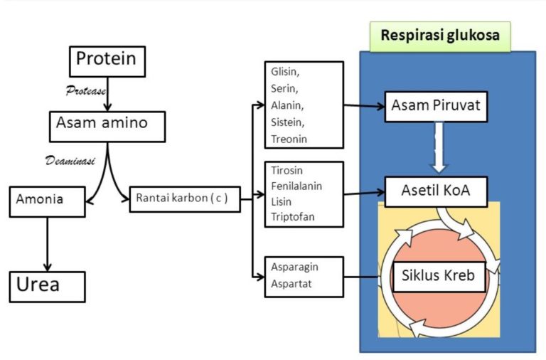 Katabolisme: Pengertian, Ciri, Jenis, Penyebab, & Contoh