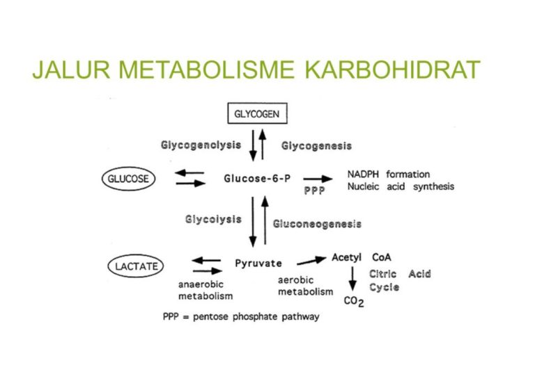 Pengertian Metabolisme Karbohidrat Proses Metabolisme Karbohidrat My