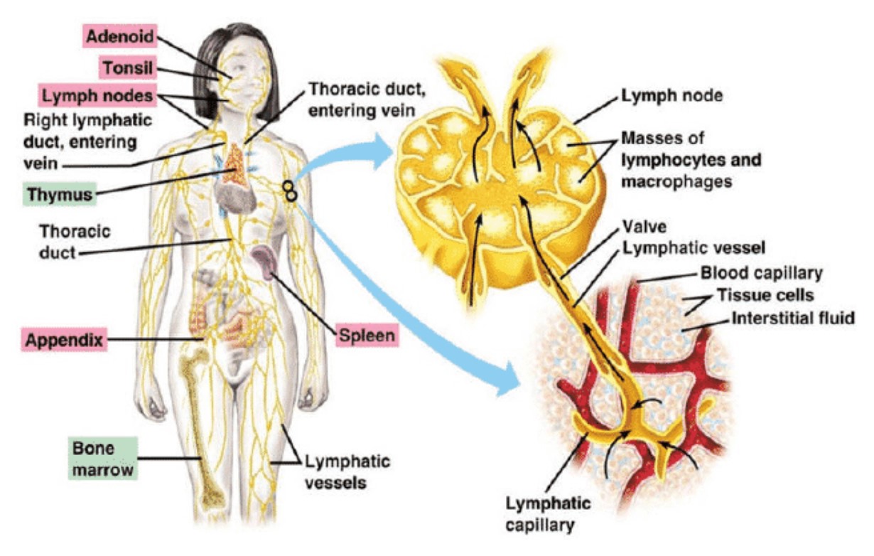 Sistem Limfatik Tersusun Atas Organ Organ Berikut Diantaranya Homecare24