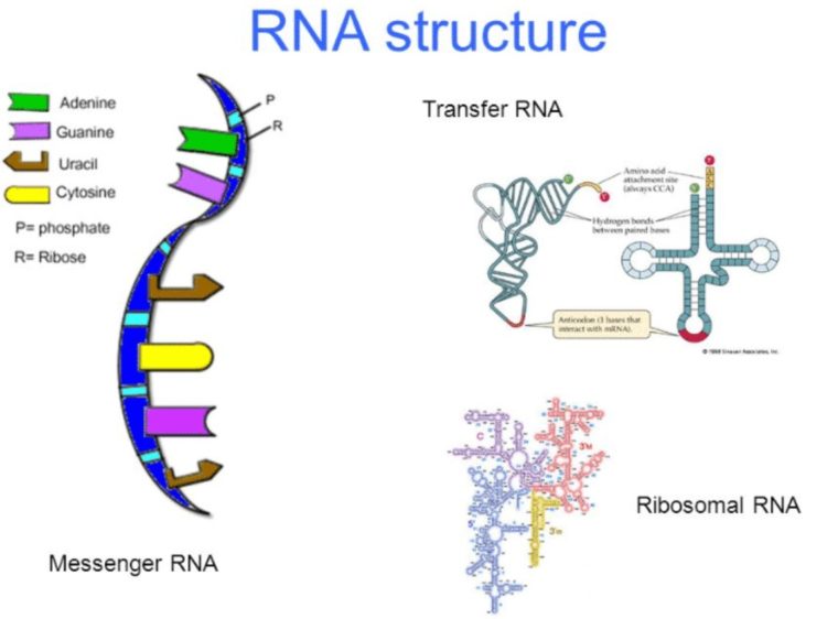 Struktur RNA