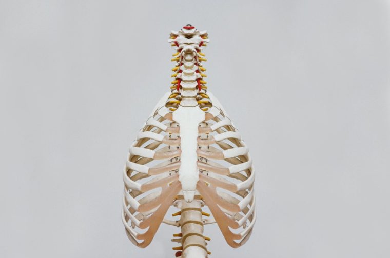 Struktur Tulang