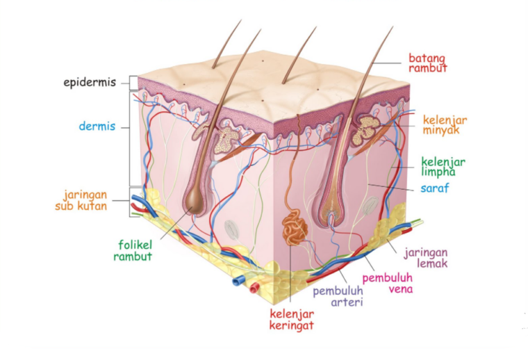 Reseptor kulit