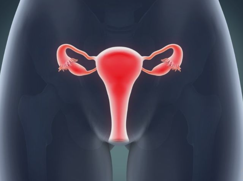 Gambar Thumbnail Sistem Reproduksi Wanita