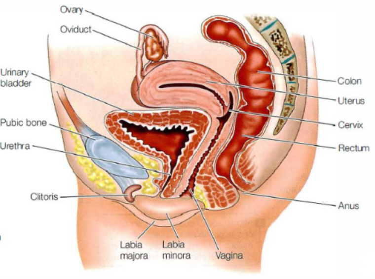 Organ Reproduksi Luar (Genitalia Externa)