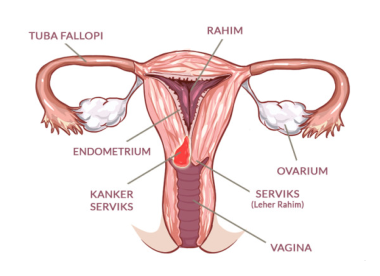 Organ Reproduksi Luar (Genitalia Interna)
