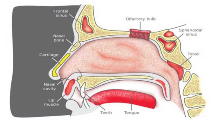 Struktur Sistem Indera Hidung