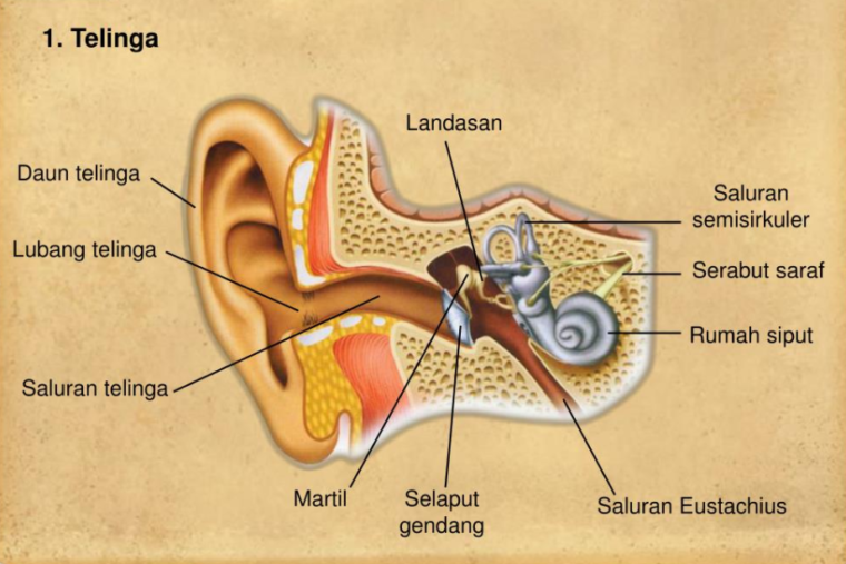 Struktur Sistem Indera Telinga